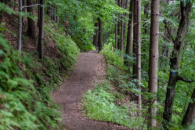 forest-Image by Photo Mix from Pixabay