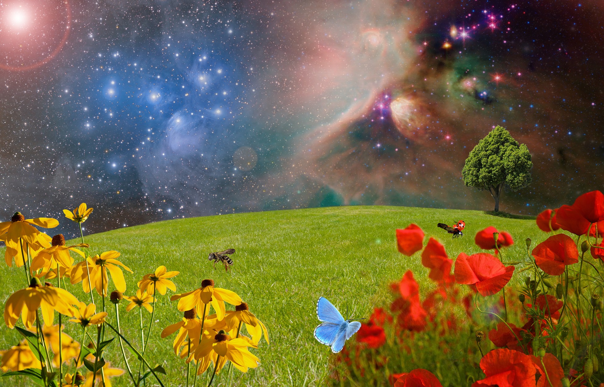 meadow-2401911_1920 Image by beate bachmann from Pixabay